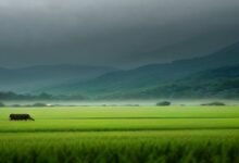 उत्तर बिहार में चार दिनों तक झमाझम बारिश का अलर्ट: किसानों और पशुपालकों के लिए विशेष सलाह