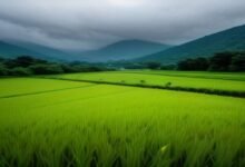 बिहार में झमाझम बारिश से मौसम सुहाना, 15 जिलों में भारी वर्षा का अलर्ट